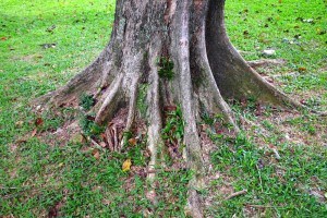 Tree's deep roots - business longevity