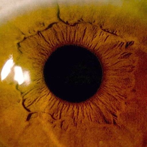 eye scan image