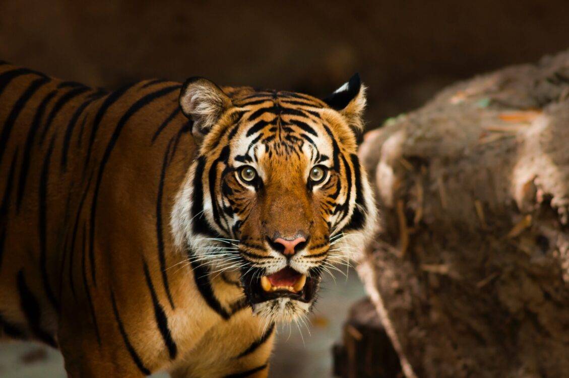 tiger roars