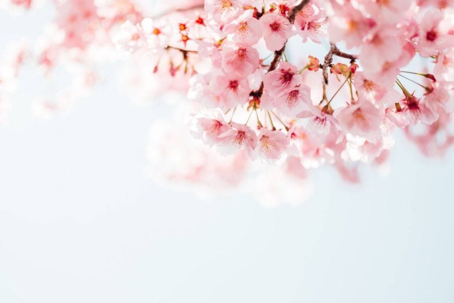 Cherry Blossoms Japan