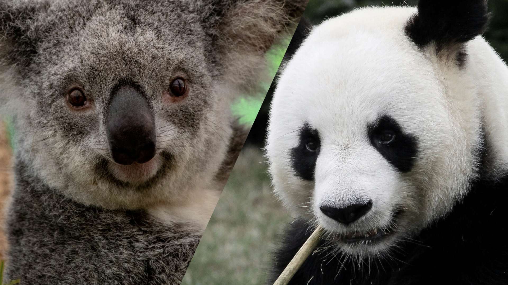 Koala and Panda